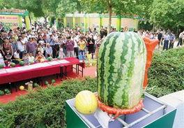 寿光市吃瓜娱乐工作室,揭秘瓜界风云,畅享欢乐时光